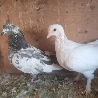 کبوتر الوان و لوتی و تهرانی هوا خور|پرنده|صوفیان, |دیوار