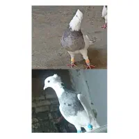 کبوتر طوقی|پرنده|سنقر, |دیوار