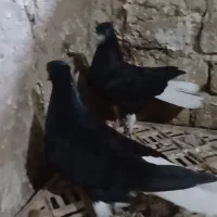 کبوتر اشعل دم مقلف