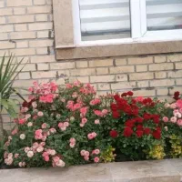 باغبان شهر|خدمات باغبانی و درختکاری|چابهار, |دیوار