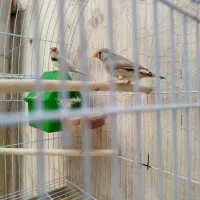 فروش جوجه برزیلی نژاد فیشر آماده سرلاک دستی کردن|پرنده|شیراز, کوشک میدان|دیوار