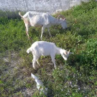 فروش بزسانن