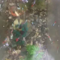 اکواریوم با ماهی|ماهی|جویبار, |دیوار