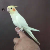 عروس هلندی نر