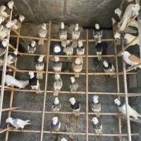 سلام نرو‌ماده طوقی جفت سرور زرد آبی