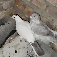 کبوتر نصل دار رنگی دونه 150