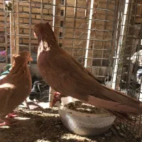 گروه باقرعه کشی