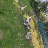 فروش قوغاز محلی