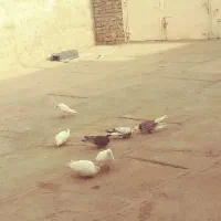 چند عدد کبوتر پرشتی|پرنده|ویسیان, |دیوار