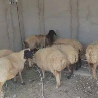 میش آبستن جوان|حیوانات مزرعه|شیراز, بید زرد|دیوار