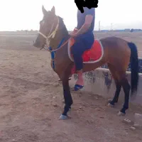 اسب و تجهیزات اسب|اسب و تجهیزات اسب‌سواری|اهواز, عین ۲|دیوار