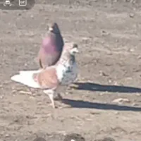 گرگی نر بیزککیل فراری