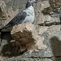 کبوتر المانی|پرنده|ایرانشهر, |دیوار