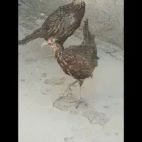 فروش مرغ و خروس جوجه کوچک|حیوانات مزرعه|گراش, |دیوار