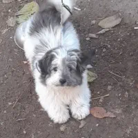 سگ پاکوتاه خوشگل و بازیگوش شیتزو