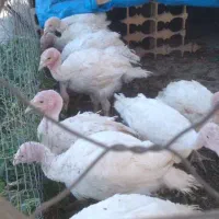 بوقلمون گوشتی|حیوانات مزرعه|اسلامشهر, کاشانک|دیوار