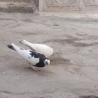 کفتر|پرنده|قم, نیروگاه|دیوار