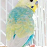مرغ عشق
