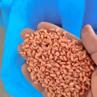 بز گندم آبی پیشگام بوجاری وسم زده|عمدهفروشی|خرمآباد, |دیوار