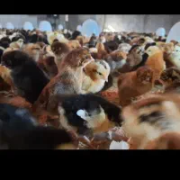 انواع جوجه رنگی ومحلی اردک بوقله وسلطان|حیوانات مزرعه|لار, |دیوار