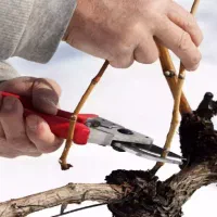 هرس کردن باغ
