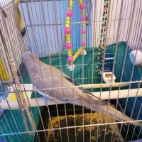 عروس هلندی ماده بسیار زیبا و سرحال آماده جفت گیری