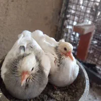 یک جفت کبوتر با جوجه هاشون|پرنده|چابهار, |دیوار