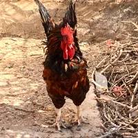 خروس|حیوانات مزرعه|اردکان, |دیوار