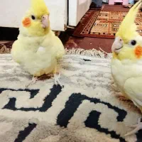 عروس هلندی جوان|پرنده|بستان آباد, |دیوار