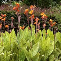 پیاز گل سنبل و لاله هلندی نرگس اختر کوکب زعفران و.|گل و گیاه طبیعی|کرج, اصفهانی‌ها|دیوار