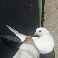 دم سیاه پاک نر