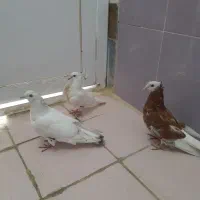 جوجه کبوتر تهرانی پرش سنگین