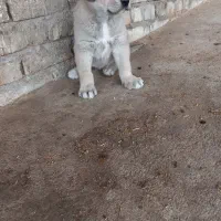 سلام توله ماده نسل دار درجه یک نسل شری میانه