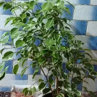 بنجامین|گل و گیاه طبیعی|نیشابور, فردوسی جنوبی|دیوار