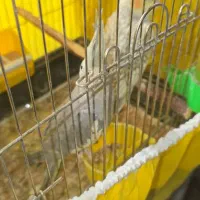 عروس هلندی نژاد اصیل|پرنده|فلاورجان, |دیوار