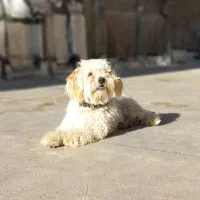 سگ تریر|سگ|میاندوآب, |دیوار