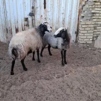 بره نر ...قوچ|حیوانات مزرعه|تاکستان, |دیوار