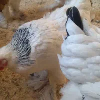 جوجه برهما لایت اصل اصل مرغ  و خروس برهما|حیوانات مزرعه|مشهد, رسالت|دیوار