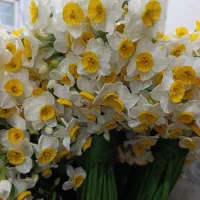 گل نرگس|گل و گیاه طبیعی|شیراز, شهرک مهرگان|دیوار