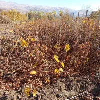 نهال و ریشه انگور سیاه