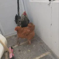 خروس و مرغ تخم گذار