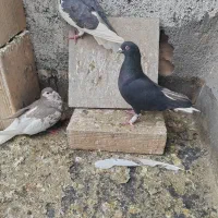 کفتر زاغ دم سفید و راست سیاه ساده مگسی