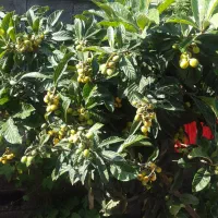 اجاره روزانه وساعتی سوییت|اجارهٔ کوتاه‌مدت آپارتمان و سوئیت|رشت, فلسطین|دیوار