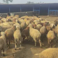 گوسفند درجه یک