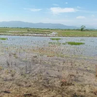 زمین کشاورزی 4500 متری|فروش دفتر صنعتی، کشاورزی، تجاری|رودبنه, |دیوار