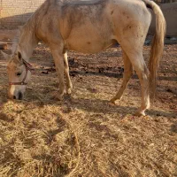 مادیان|حیوانات مزرعه|سارال, |دیوار