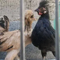 جوجه نیمچه مرغ خروس ۲تاش باهم ۱۵۰۰