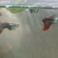 ماهی گوپی مولی سوارتل گلدفیش کت فیش کوریدوراس|ماهی|تهران, گلستان (شهرک راه آهن)|دیوار