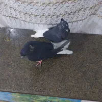 کبوتر اشعل تمیز وجوان|پرنده|اهواز, کوی مندلی(سه راه خرمشهر)|دیوار