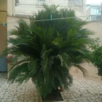 فروش گل و سیکاس باقیمت فوقلعاده خوب درفومن|گل و گیاه طبیعی|رشت, یخسازی|دیوار